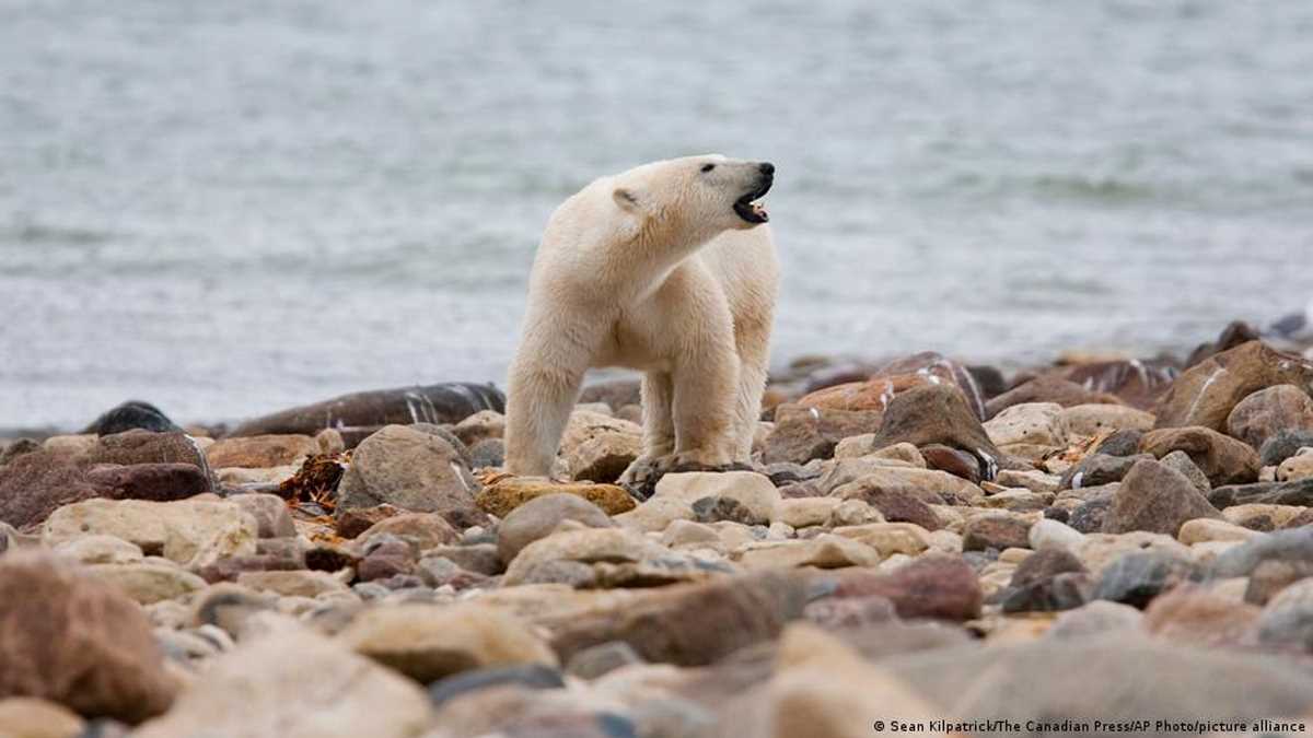 कनाडा के हडसन बे के भालू क्यों गायब हो रहे हैं